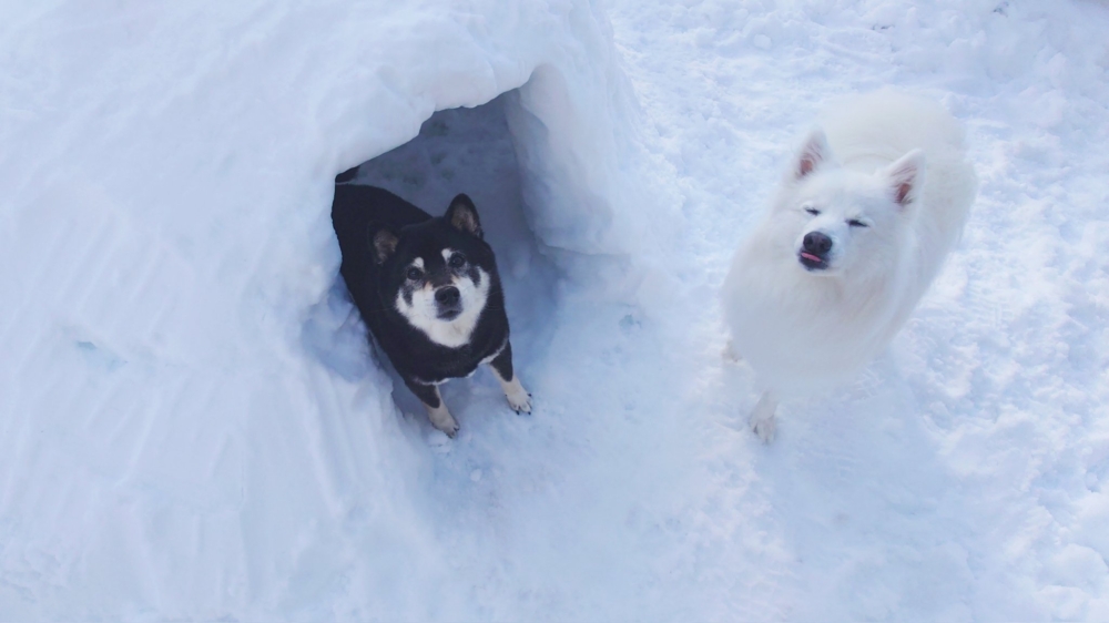 冬日裡最愛去玩雪的日向。
