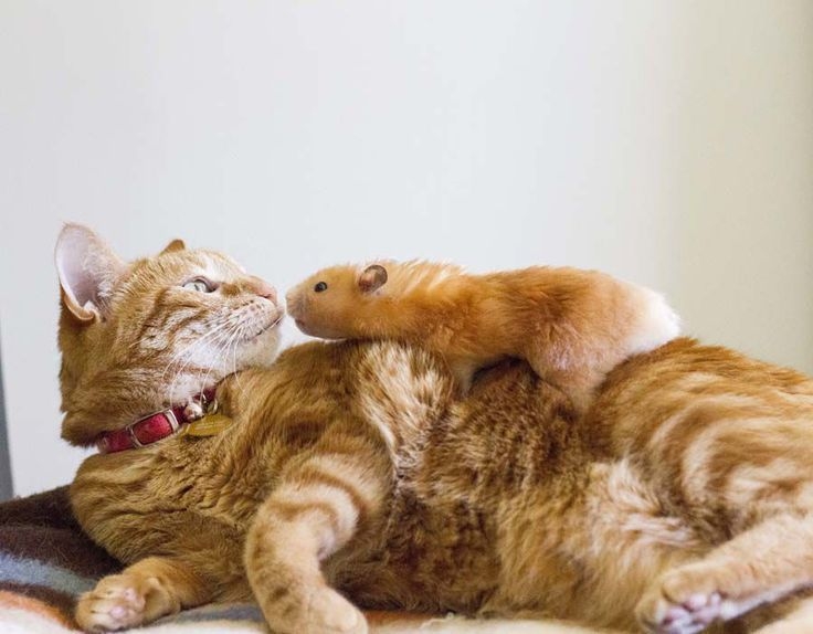 傳說中貓咪和老鼠是好朋友。