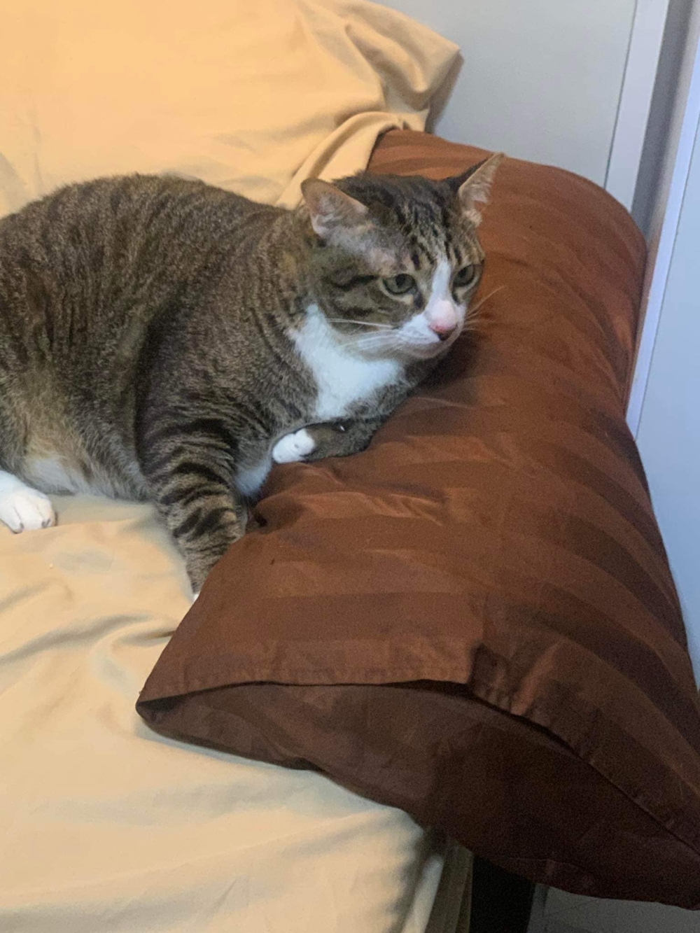 還剩「8條命」的貓貓。