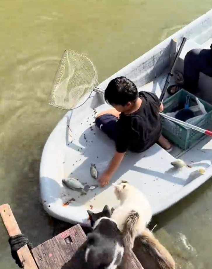 貓咪在認真等待吃魚。