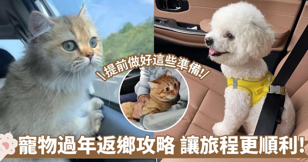寵物新年返鄉指南｜行前準備、隨行清單、安全感建立 陪毛孩安心過新年！