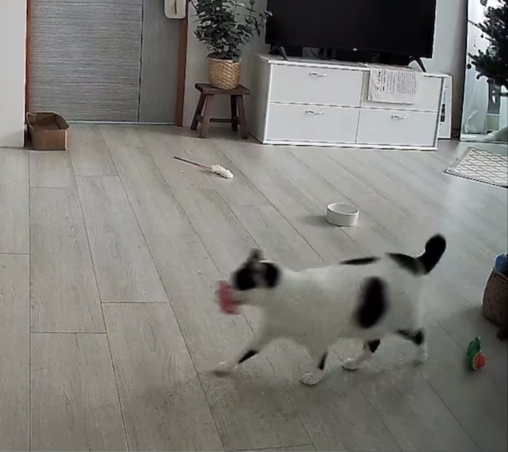 監視器中「強強」叼著玩具去房間找飼主。