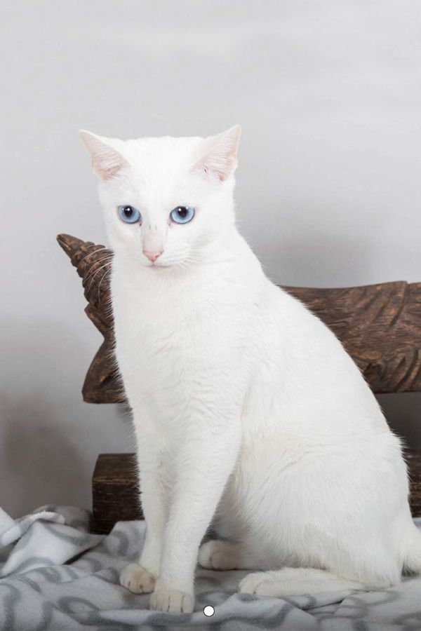 W基因會影響貓咪毛色和眼珠的顏色。