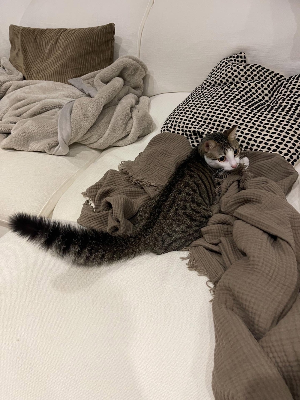 毛茸茸的尾巴。