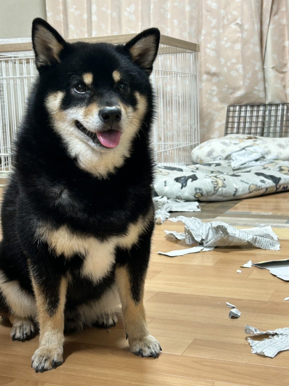 幹了壞事後一臉得逞！