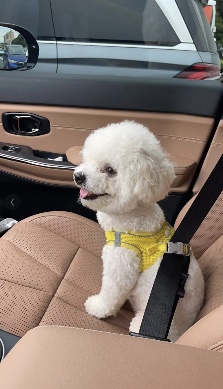 禁食可以避免毛孩暈車喔～