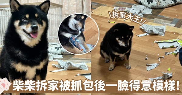 柴柴拆家被抓包！不知悔改還一臉「得意」模樣 網友：牠看起來很自豪！