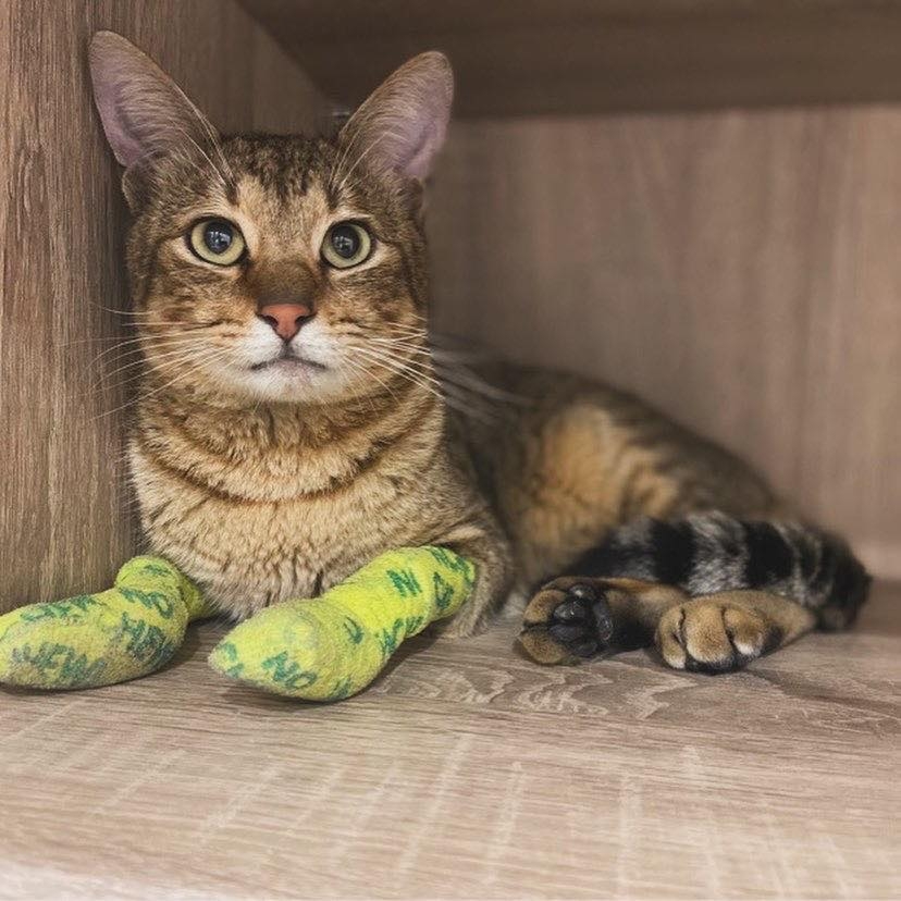 沐暮星動物醫院。