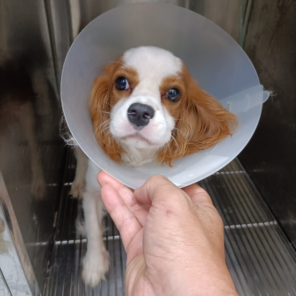 太原動物醫院。