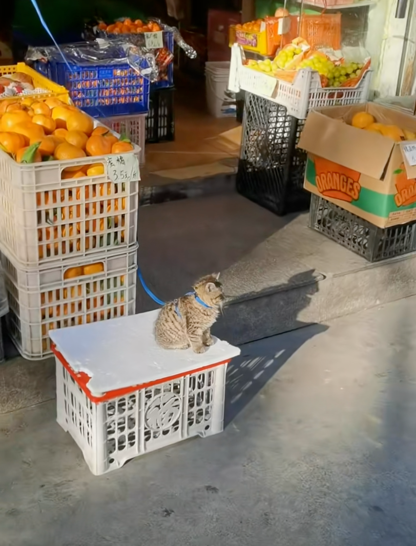 這是招財貓啊！