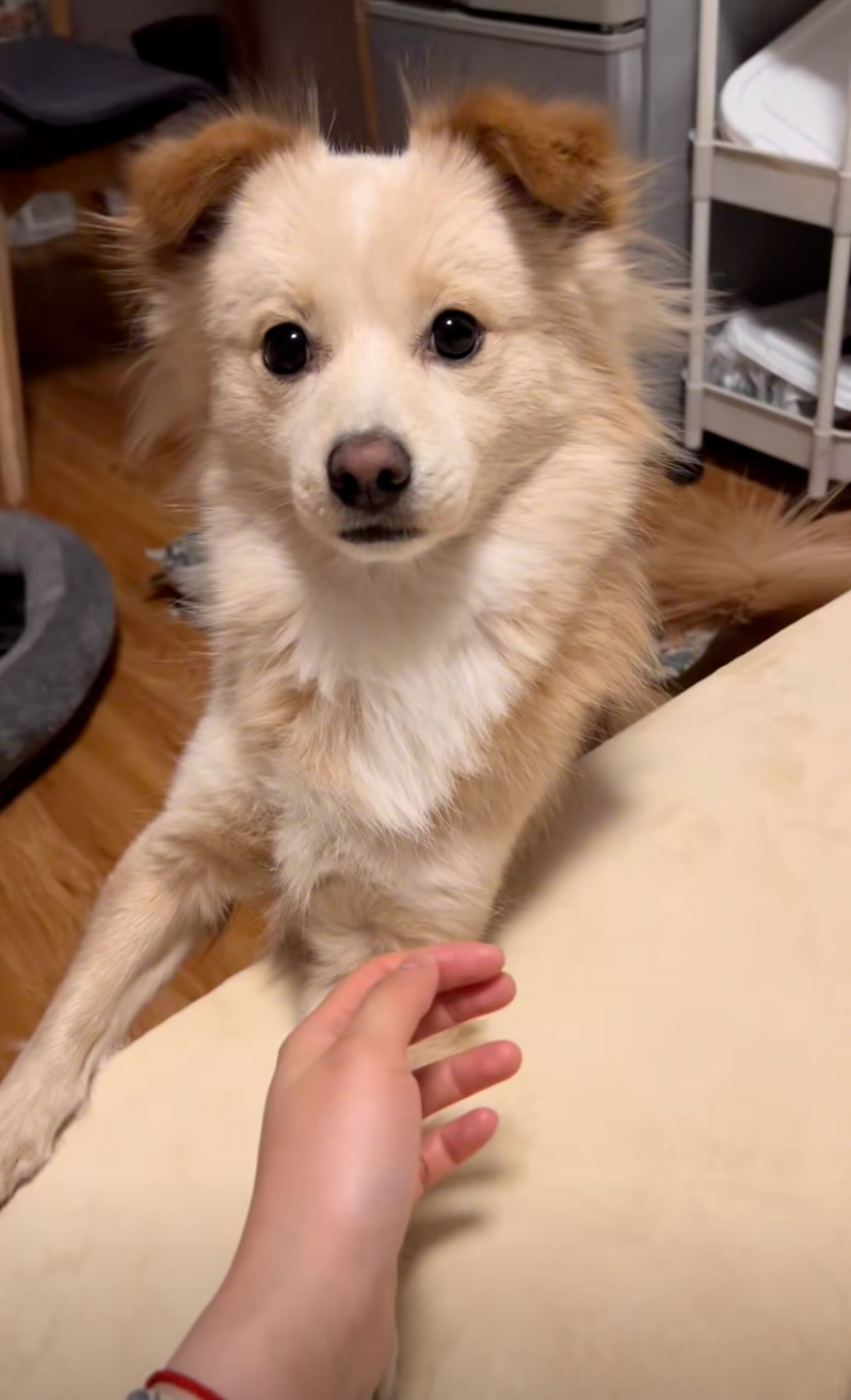 狗狗一臉不可置信。