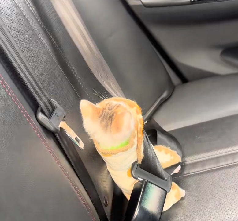 能夠拼到小貓咪好幸運喔~