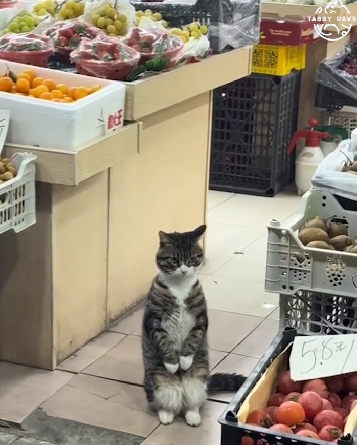 貓咪還有「特殊服務」。