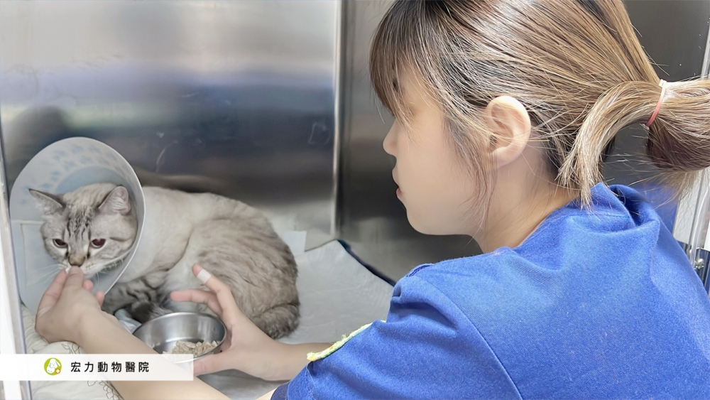 宏力動物醫院。