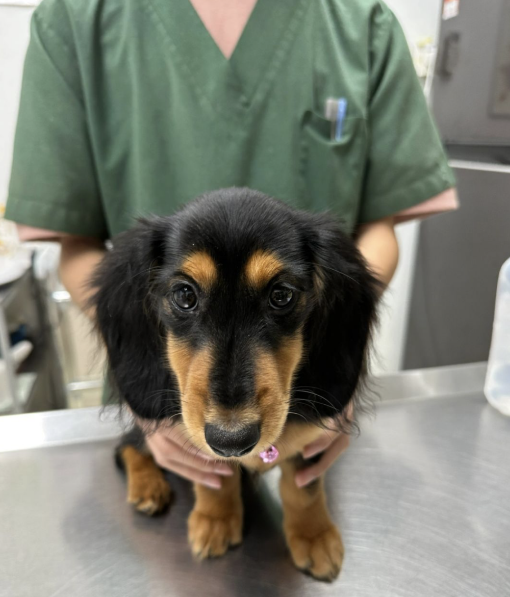 先替毛孩做例行檢查。