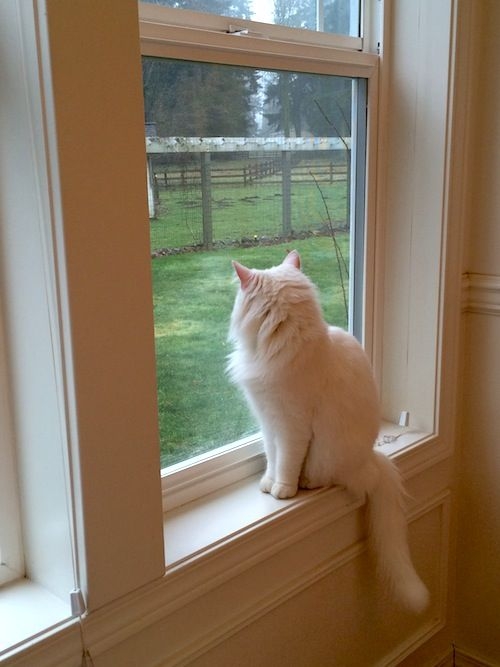 飼主一定要檢查窗戶是否有關上喔～