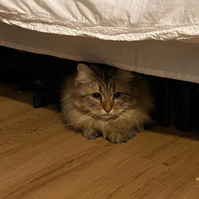 貓咪喜歡躲床底有13個可能性原因。