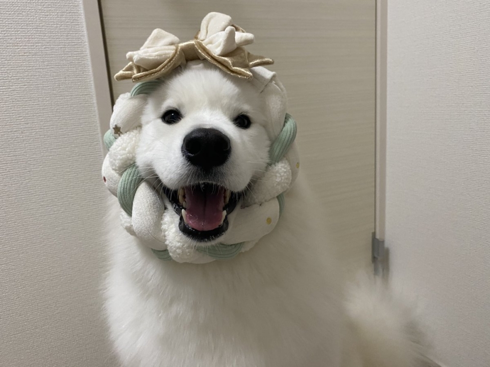 平時頑皮的小哈庫在照顧寶寶時卻格外認真。