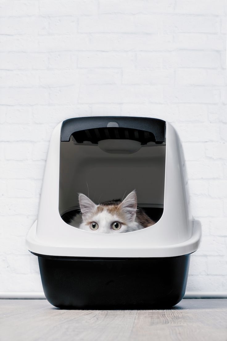 無蓋的會比有蓋的好喔～