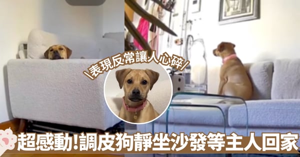 監視器畫面讓人心酸！調皮狗靜坐沙發雙眼直盯門口等主人回家 網友：牠真的很愛你