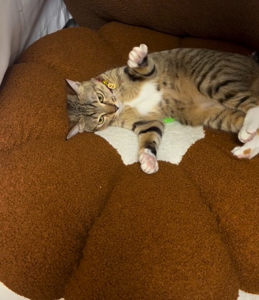 貓咪真的「玩得起」喔～