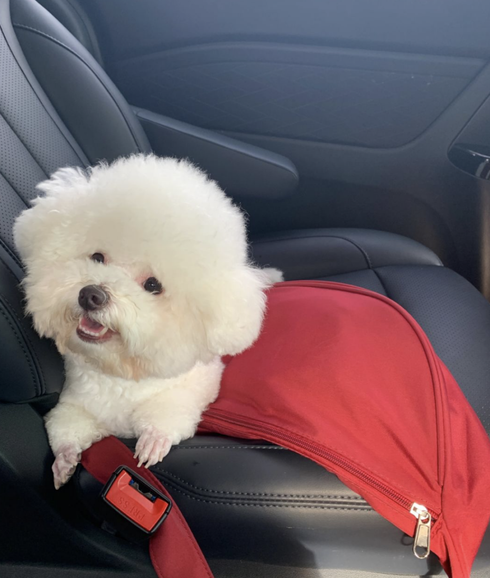 可以安撫毛孩讓牠們有安全感。