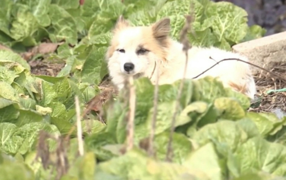 狗狗堅持回家等待主人。