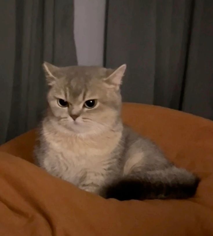 飼主的情緒也會影響毛孩的心情喔～