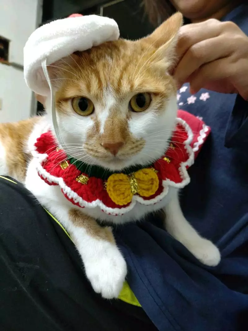 毛織質感舒服，毛孩更喜歡！