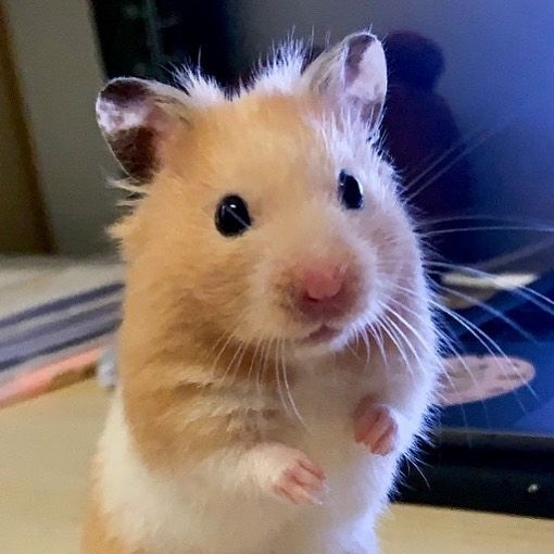 飼主需每天觀察鼠鼠的活躍度。