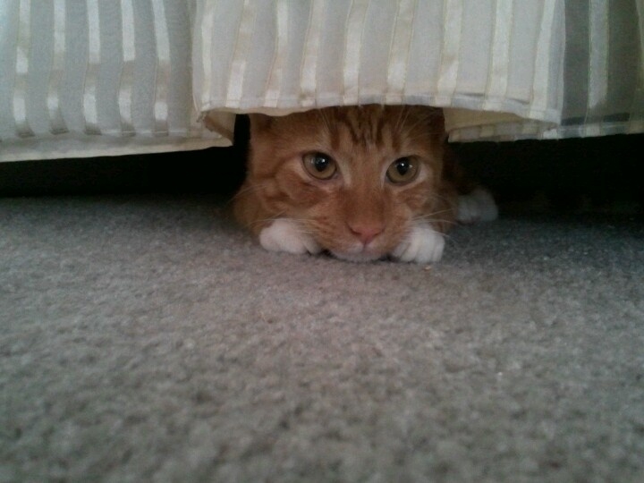 懷孕了會找個安全又舒適的地方來準備迎接小貓。