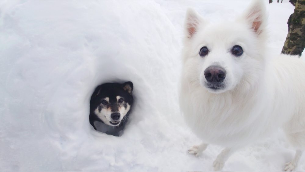 日向躲去飼主建好的雪堆屋。