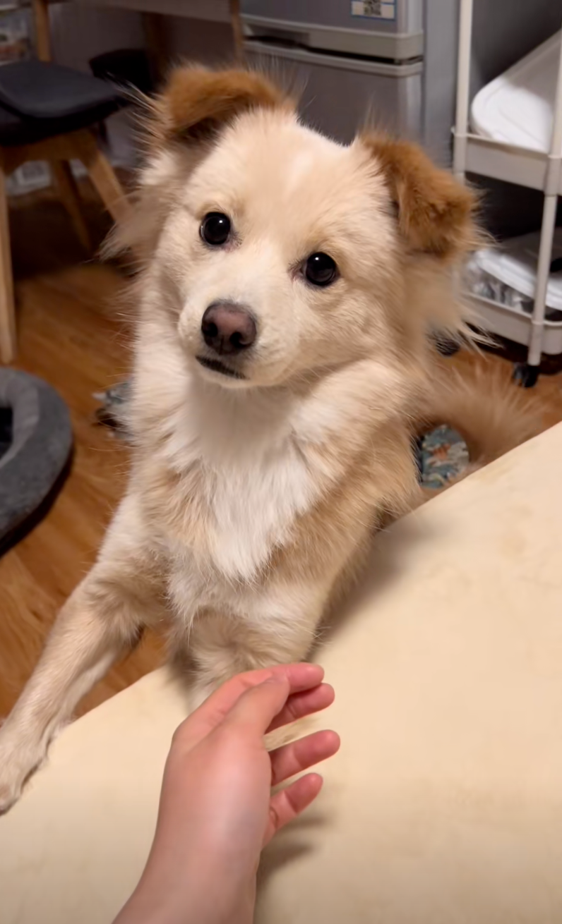 狗狗：你剛剛喊誰了？