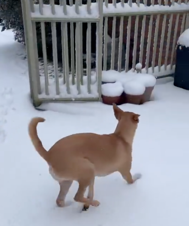狗狗第一次看雪。