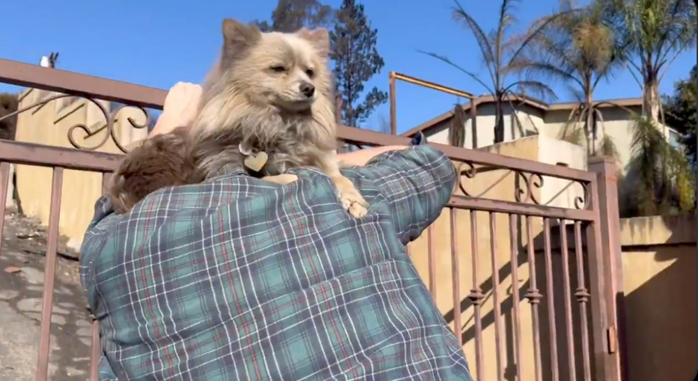 飼主情緒激動得靠在柵欄平息心情。