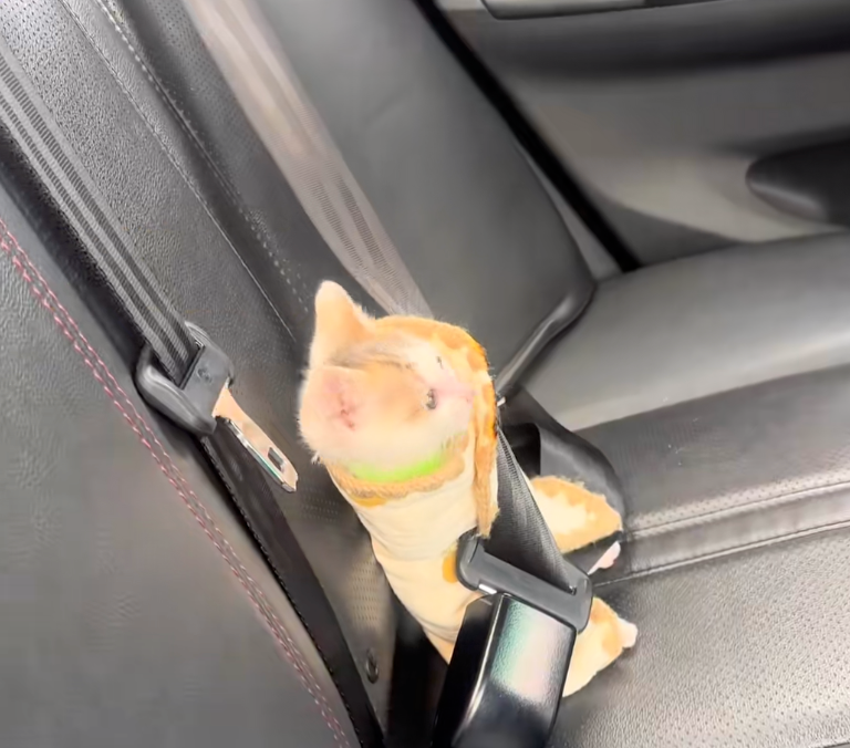 貓咪就這樣東張西望。