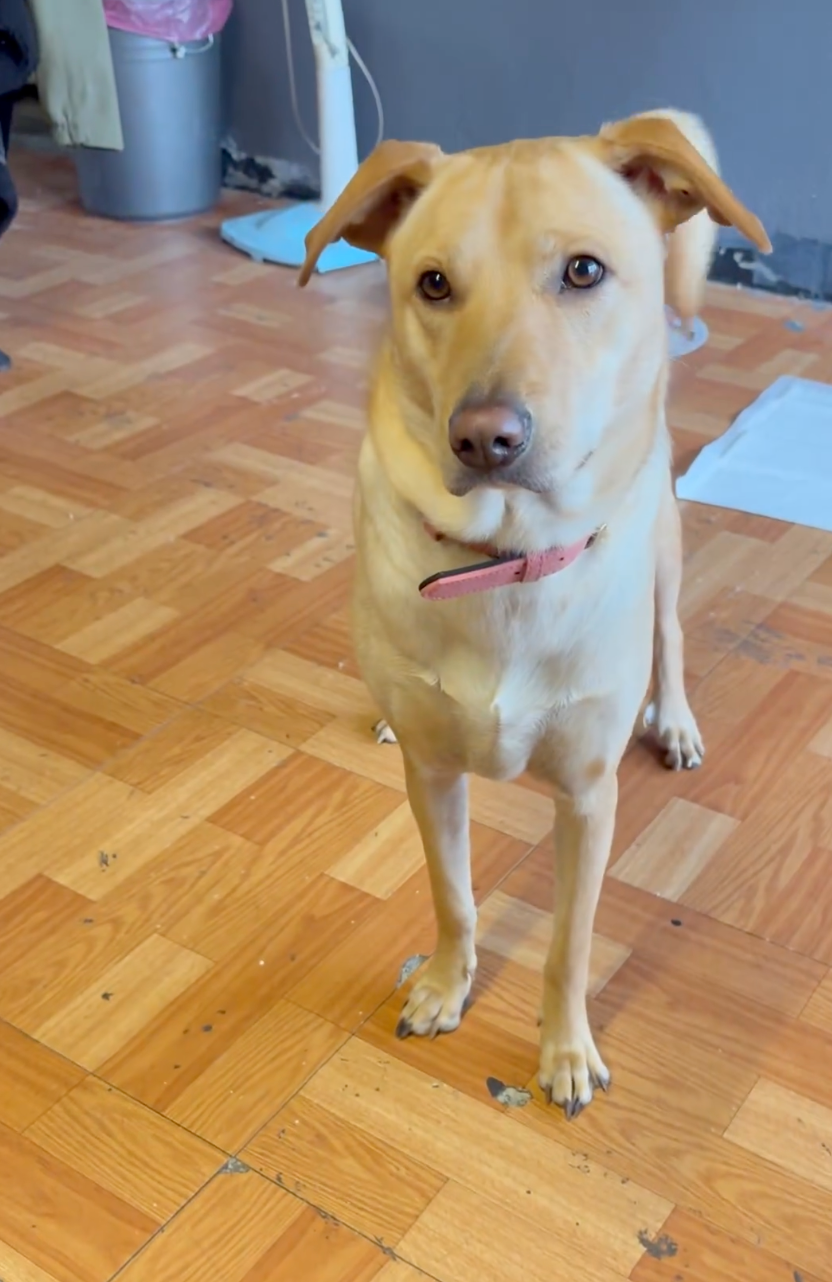 調皮鬼烤肉飯還常常帶著「夥伴們」一去偷溜出去！