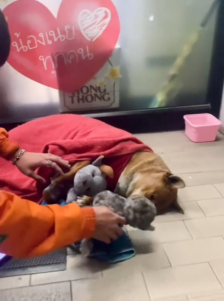 以前狗狗也和飼主在便利商店門口休息。