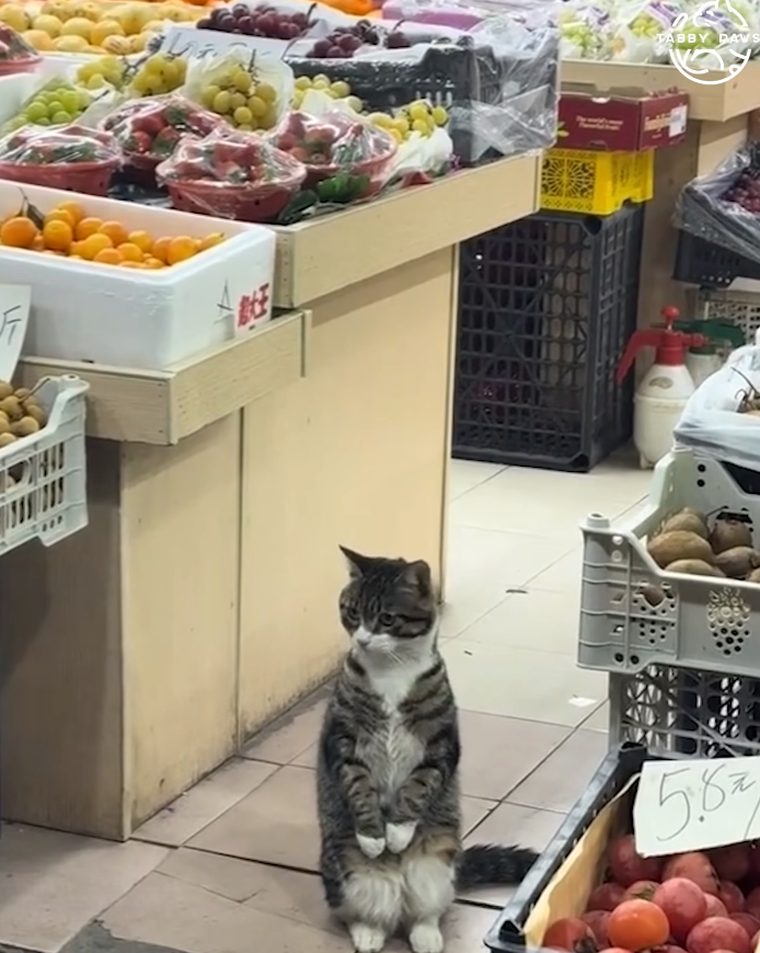 貓咪抬起手站定，像是在為飼主招生意。