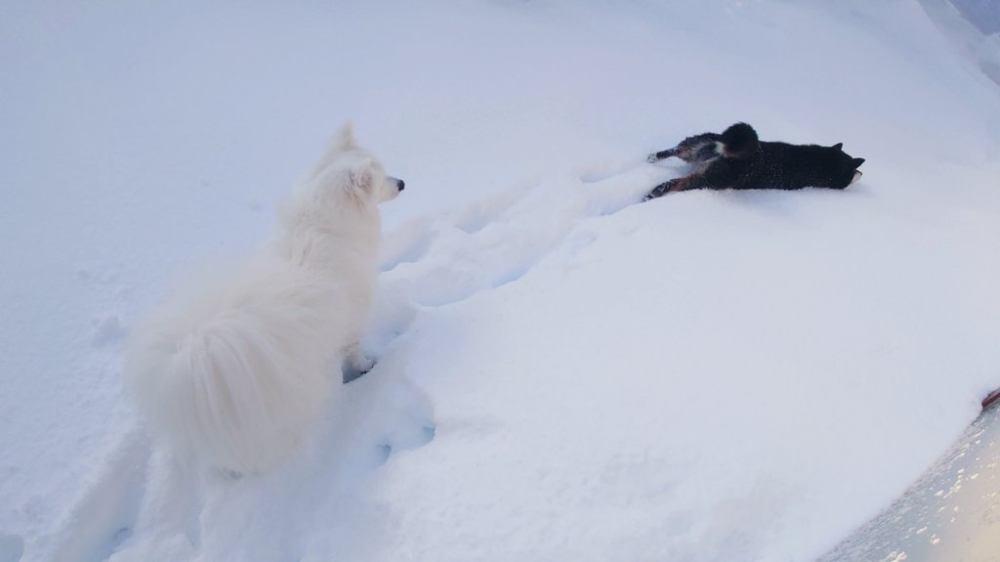 日向真的是家中的開心果啊！