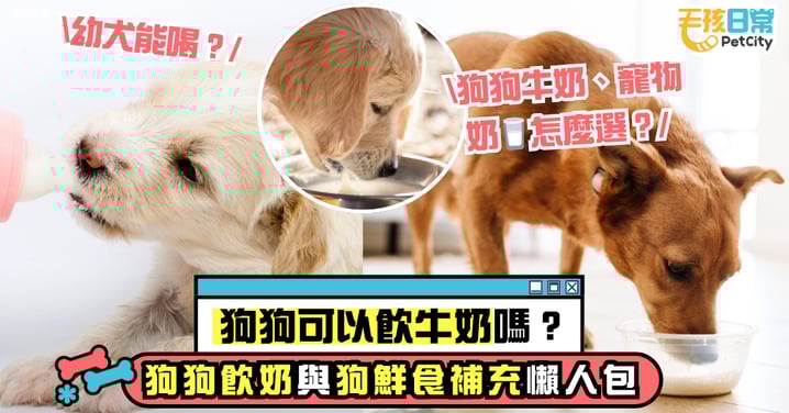 狗狗可以喝牛奶嗎?狗狗牛奶、寵物奶怎麼選?幼犬能喝?狗狗喝奶與狗鮮食補充推薦懶人包!