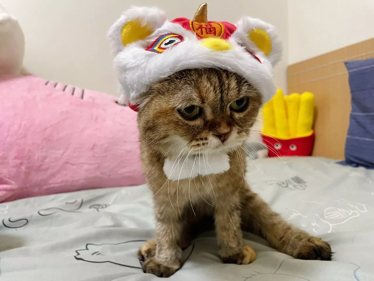 頭套舒適，不需要害怕毛孩不喜歡喔～