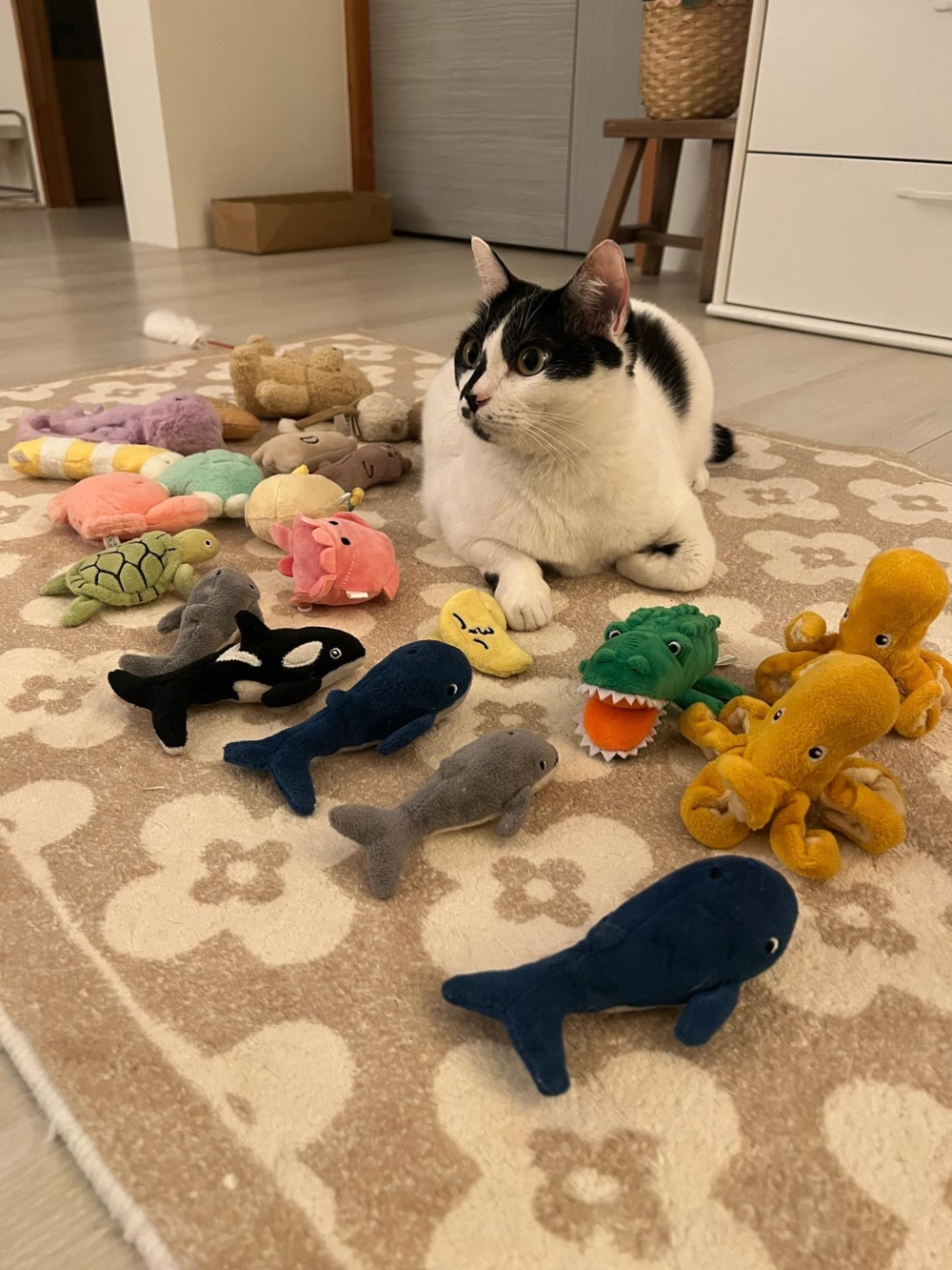 「強強」與牠的玩具合影。