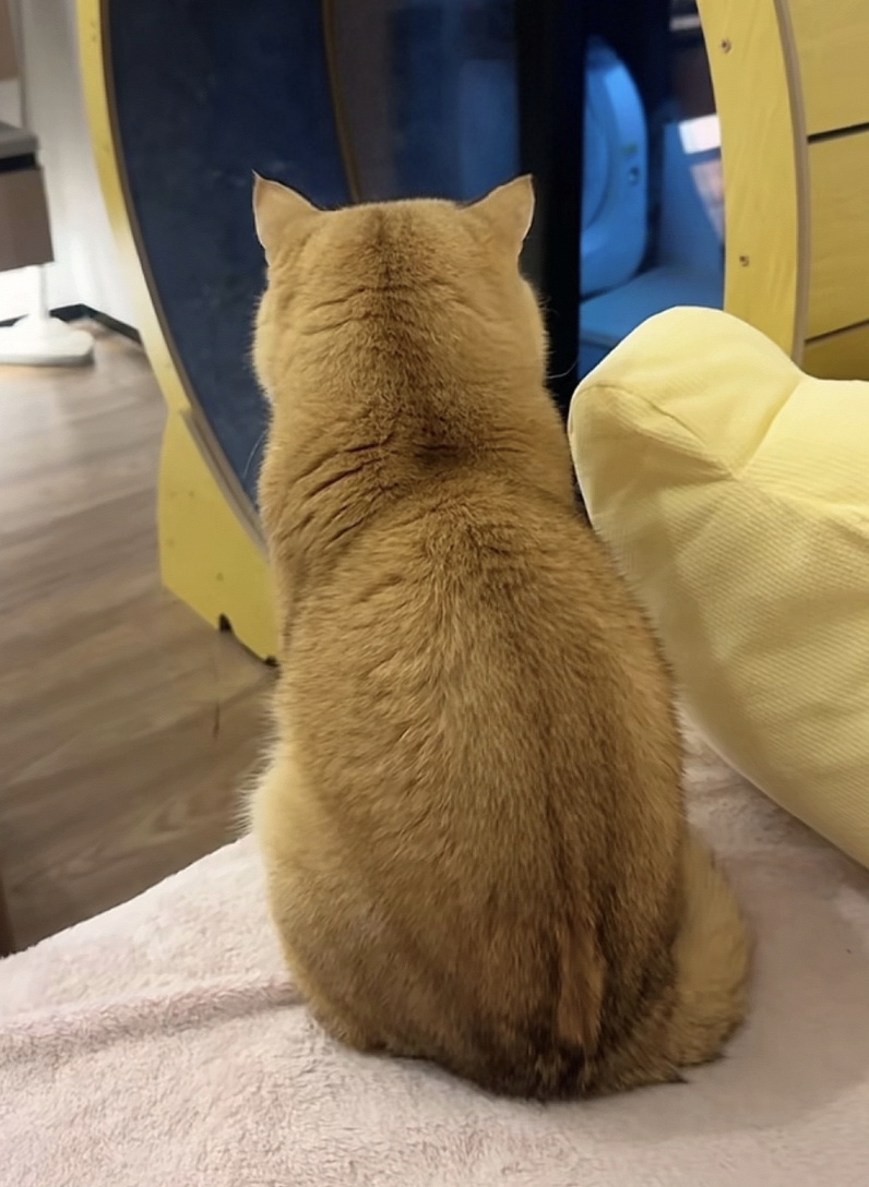 裂開的「玩偶」又「縫」好了。