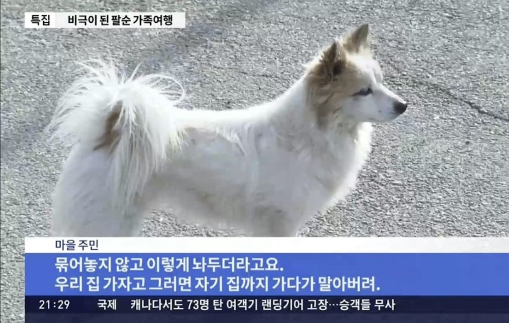 狗狗每天守在門口，不知道主人已經遇難。