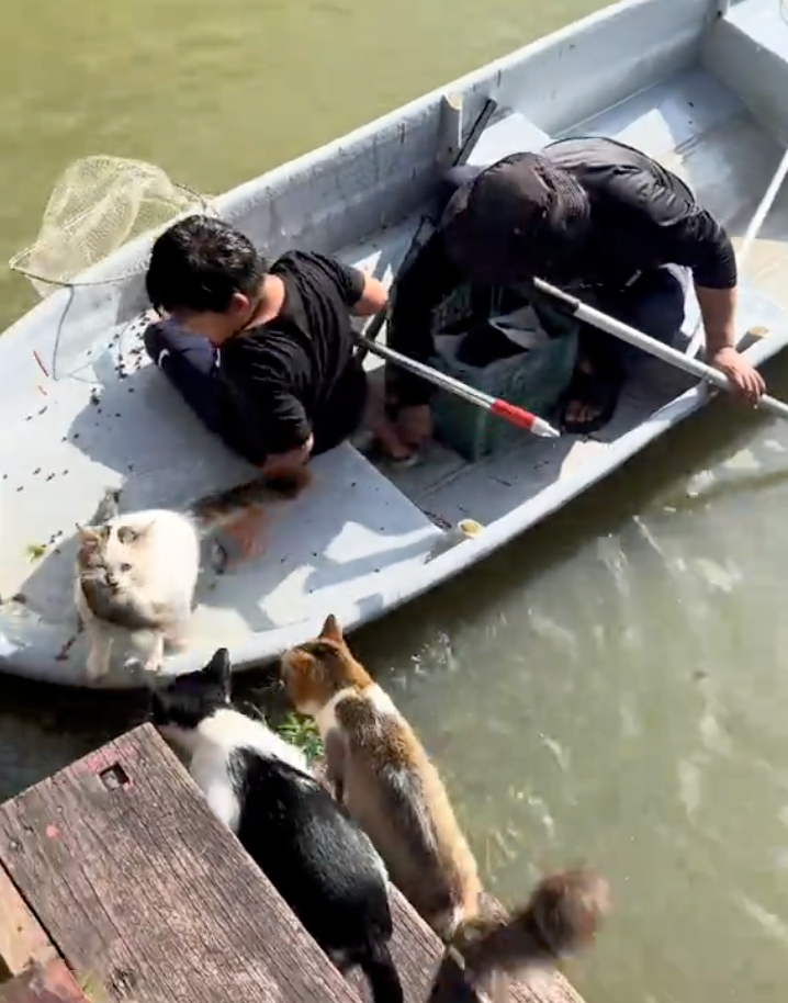原來貓貓是常客!