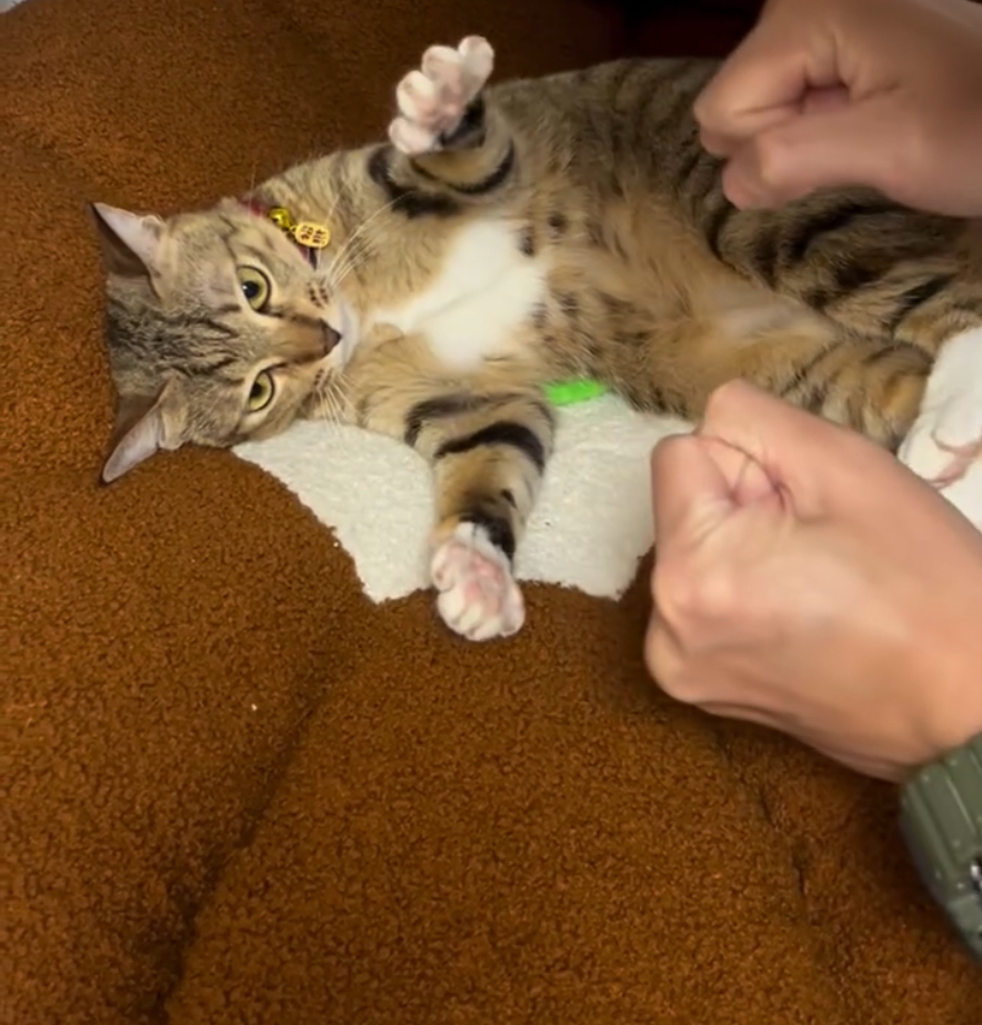 會聽遊戲指令的泡泡！