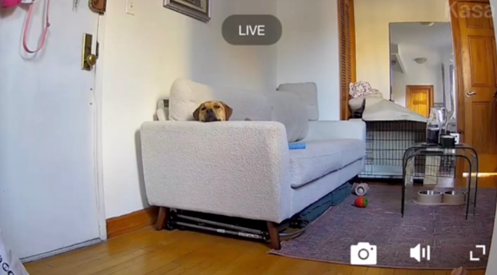 平時愛在家亂跑的狗狗竟然乖乖地等主人回家。