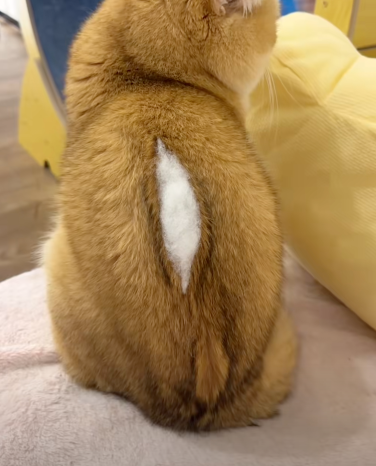 像爆開了的玩偶。