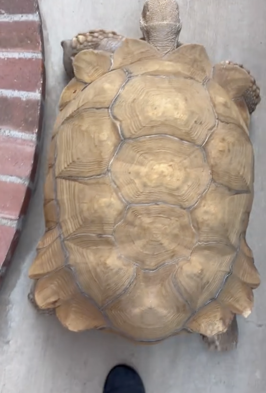 TipToe正慢悠悠的前往車子。